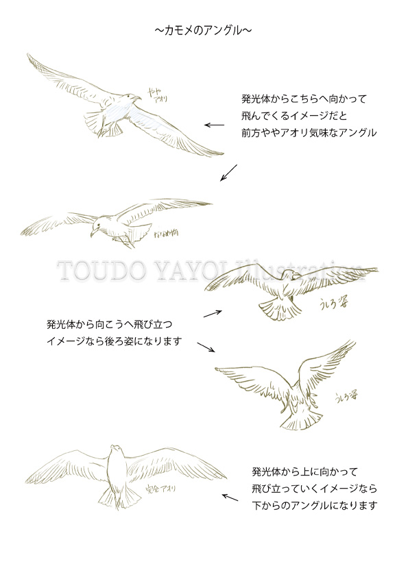 カモメ アングル