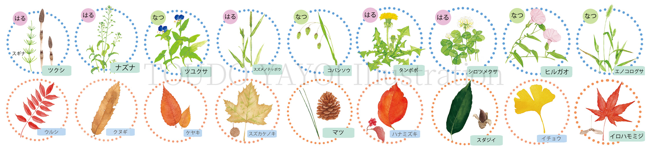 植物図鑑イラスト