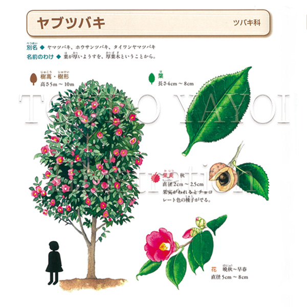 樹木の名前大辞典 ツバキ