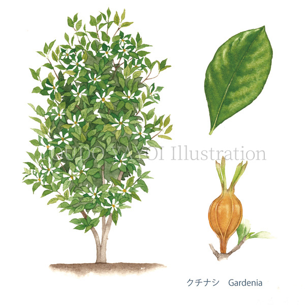 樹木の名前大辞典 クチナシ