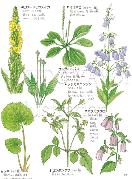 草の名前が葉っぱでわかる