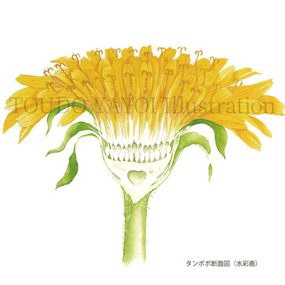 タンポポ断面図